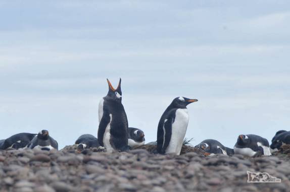 Piguins gentoo em praia de pedras de Steeple Jason, no noroeste das Ilhas Malvinas